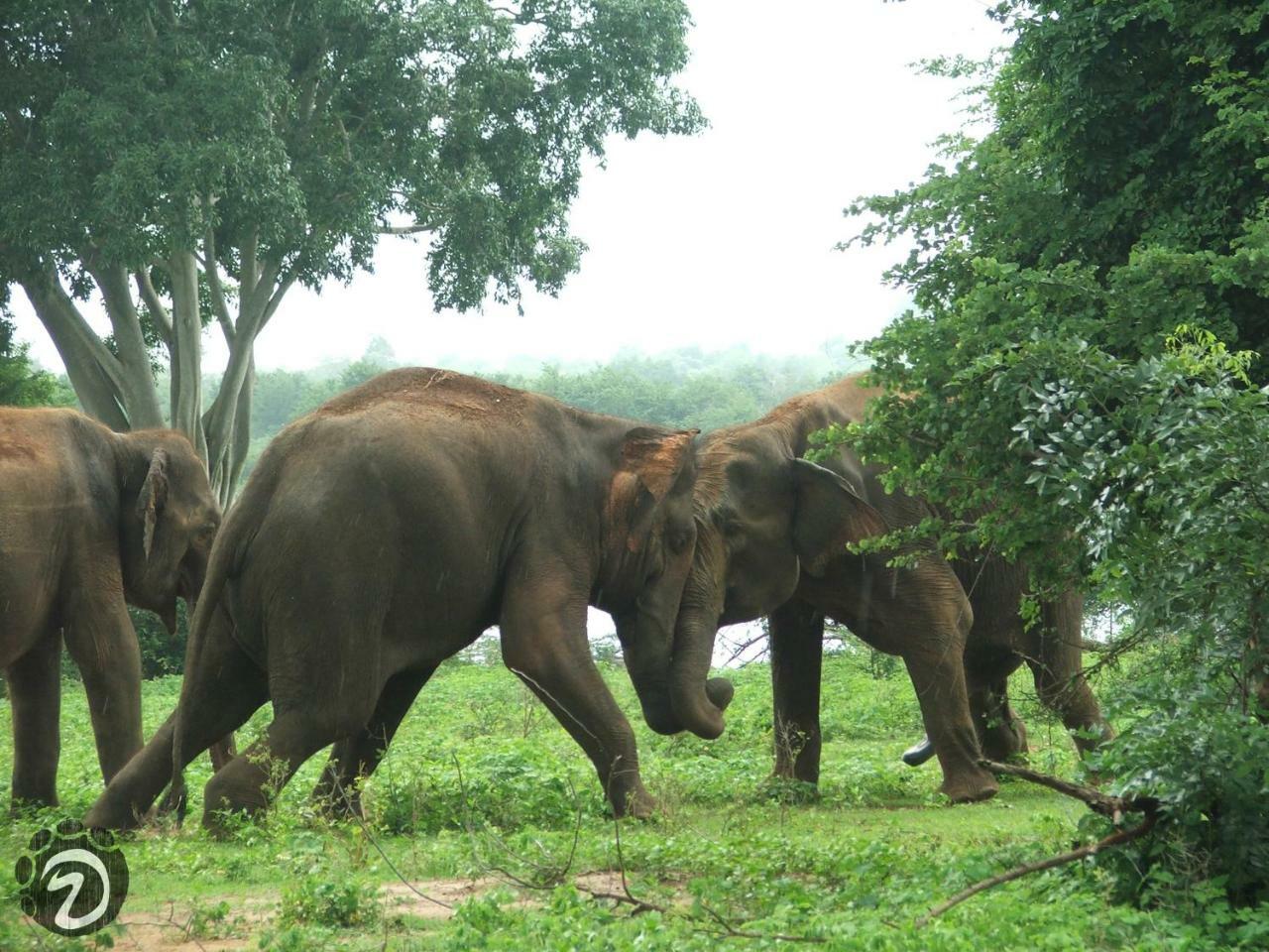 Tusker's Paradise Safari Villa Udawalawe Bagian luar foto