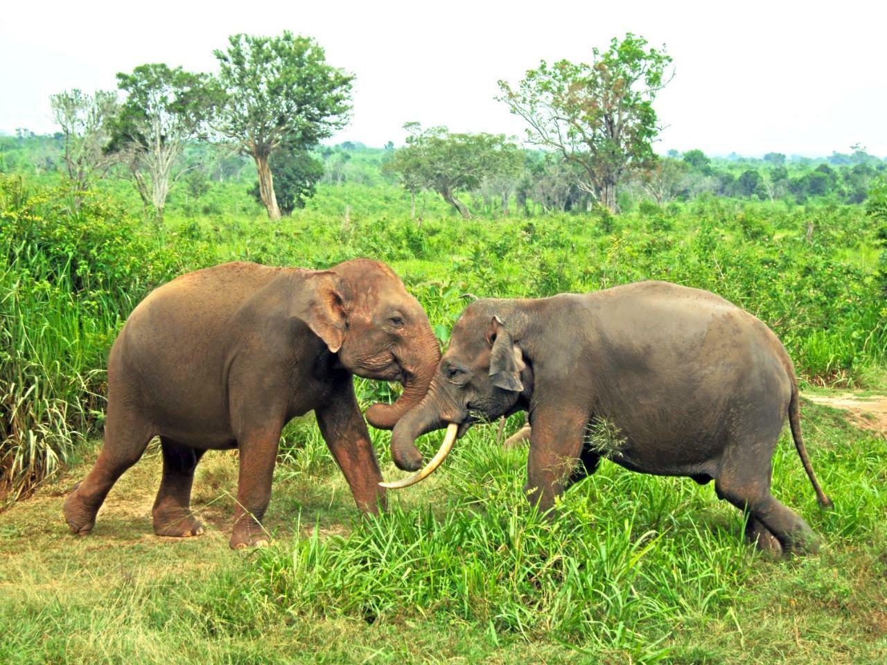 Tusker's Paradise Safari Villa Udawalawe Bagian luar foto