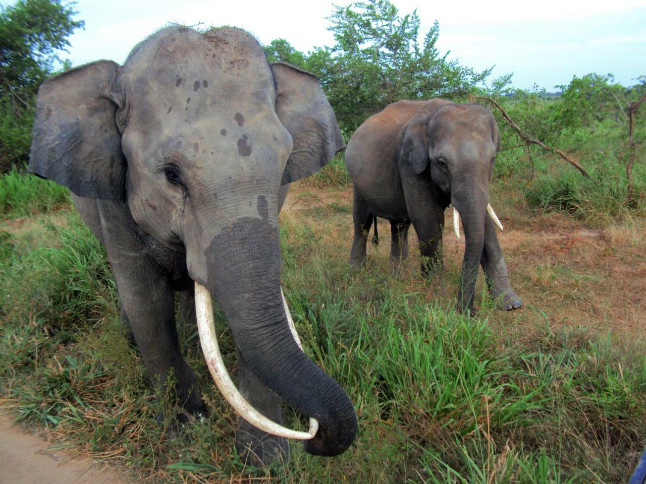 Tusker's Paradise Safari Villa Udawalawe Bagian luar foto