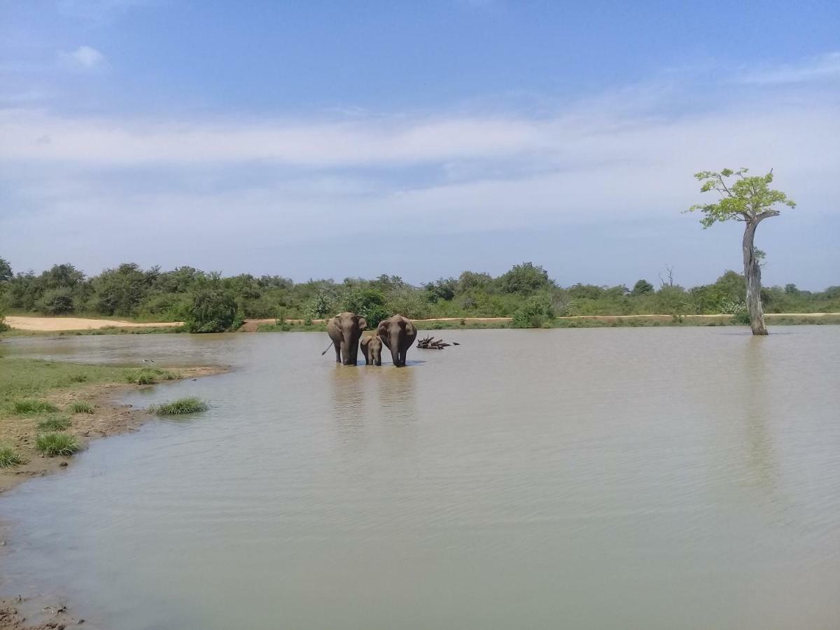 Tusker's Paradise Safari Villa Udawalawe Bagian luar foto