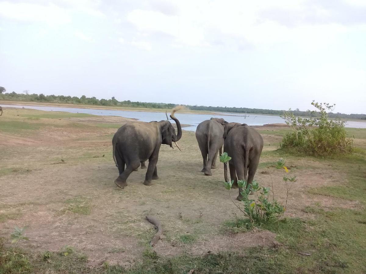 Tusker's Paradise Safari Villa Udawalawe Bagian luar foto