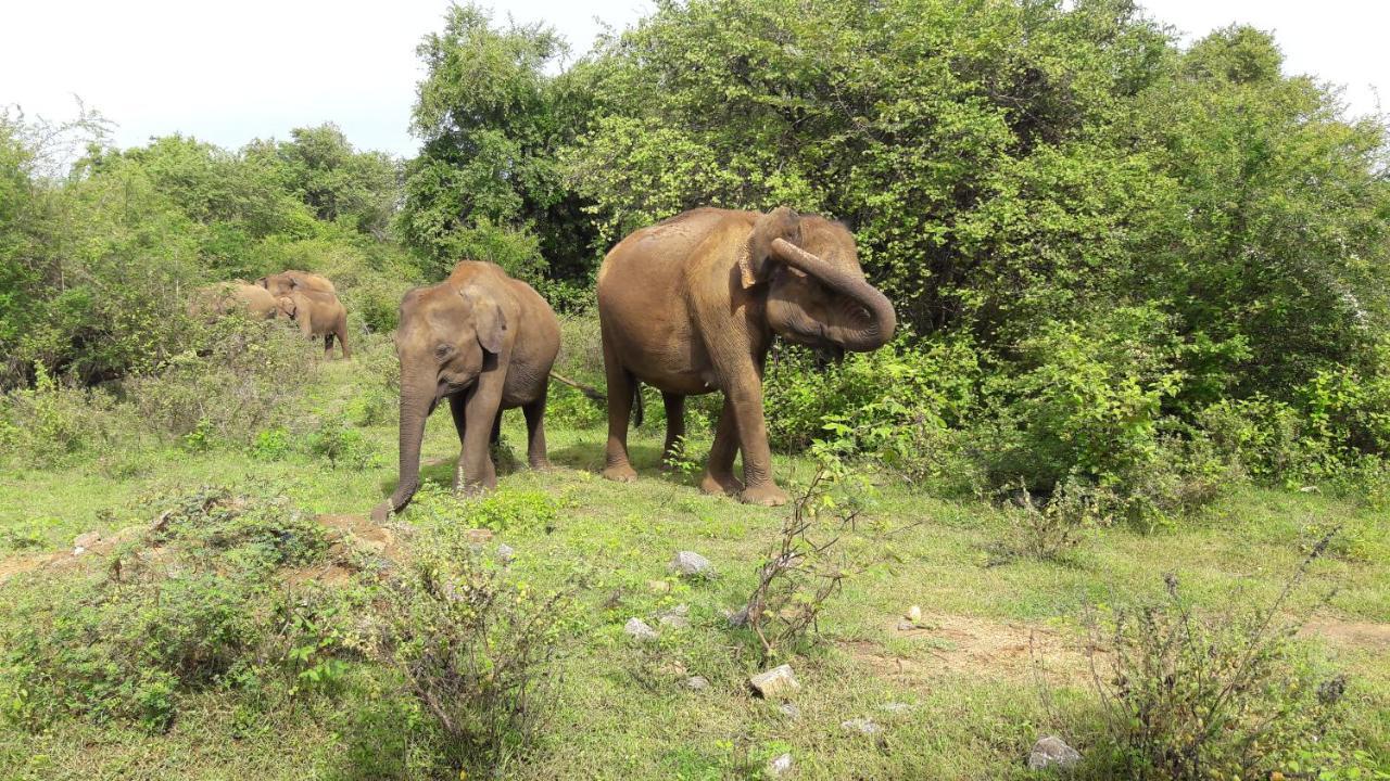 Tusker's Paradise Safari Villa Udawalawe Bagian luar foto