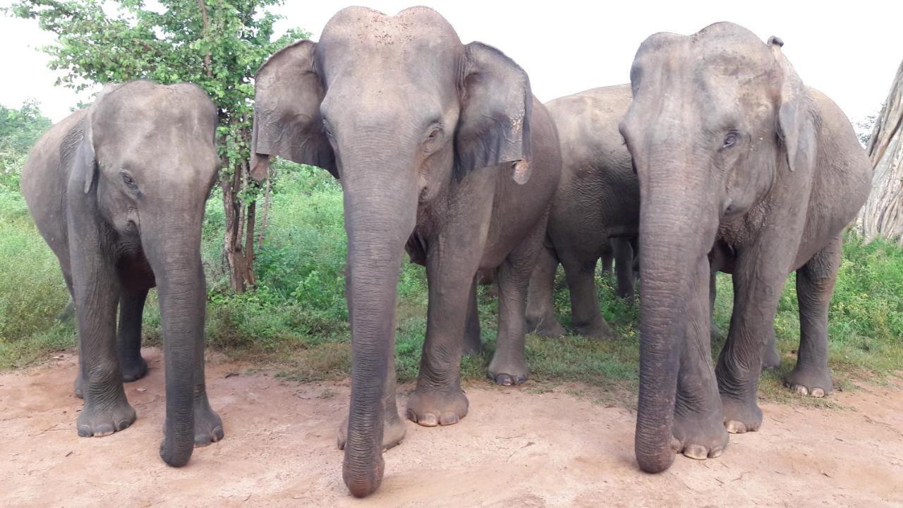 Tusker's Paradise Safari Villa Udawalawe Bagian luar foto
