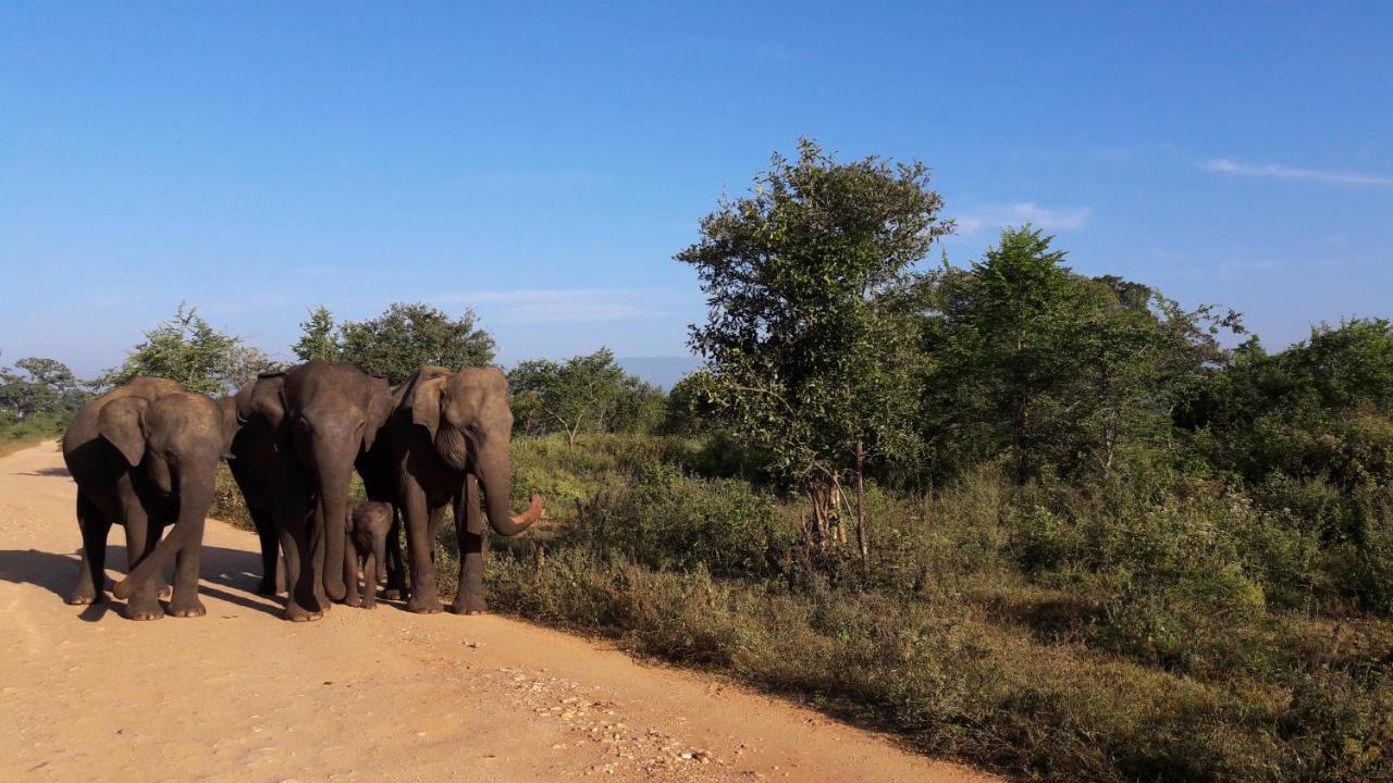 Tusker's Paradise Safari Villa Udawalawe Bagian luar foto